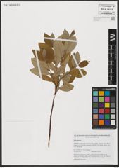Foto von Salix hastata L.